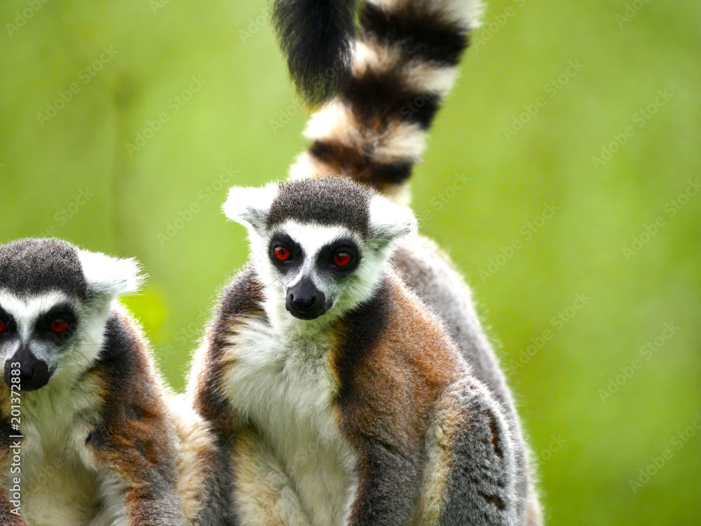 Obraz premium Maki catta