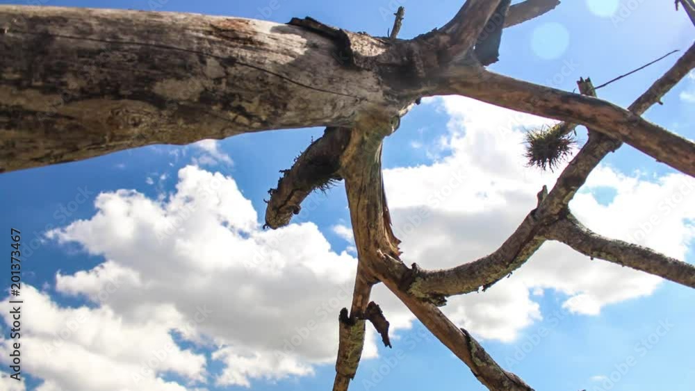Tree and clouds (time-lapse) Tree and clouds (time-lapse)