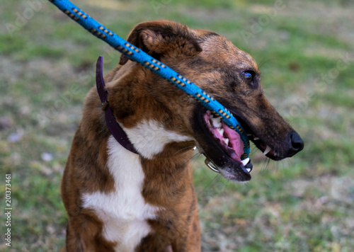 Beim Hundetraining: Getigerter, junger Hund spielt und beißt in blaue Leine