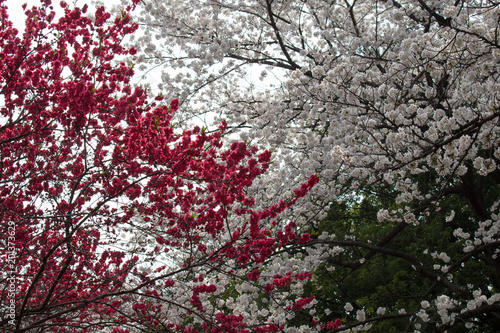 Sakura in Tokio