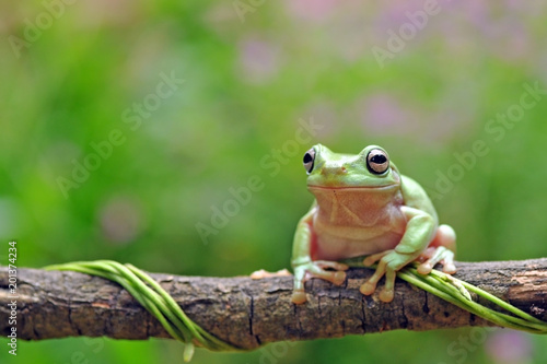frog, cute, green