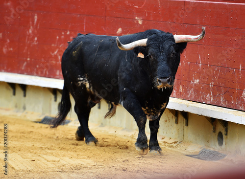 toro español en plaza de toros