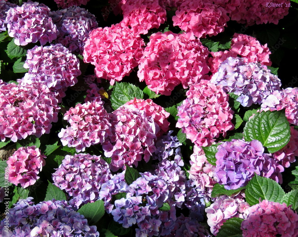 Hydrangea