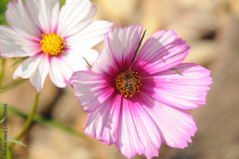 Obraz premium Bine in einer Blüte