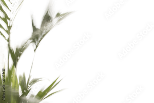 Yallow palm (Chrysalidocarpus lutescens.) leaves on white background with space for text