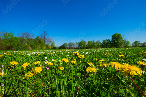 Fototapeta Naklejka Na Ścianę i Meble -  Löwenzahn