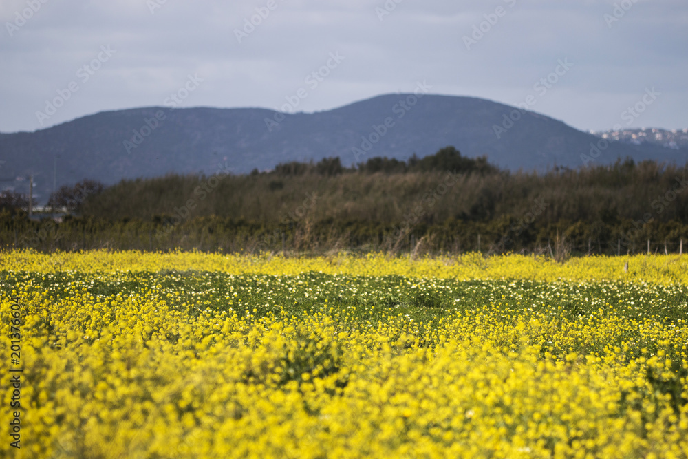 rapaseed (Brassica napus) flower