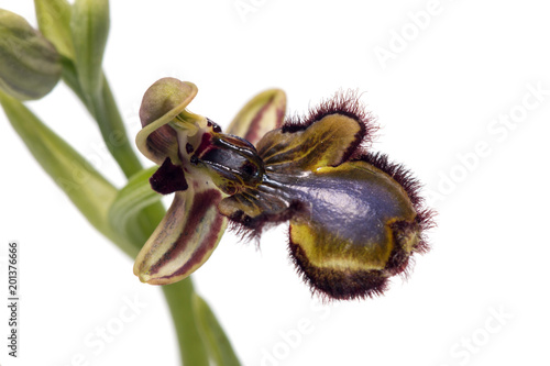 Fotografie Mirror Bee Orchid (Ophrys speculum)