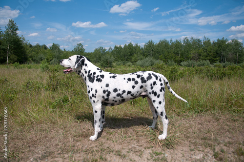 Dalmatian in Meadow