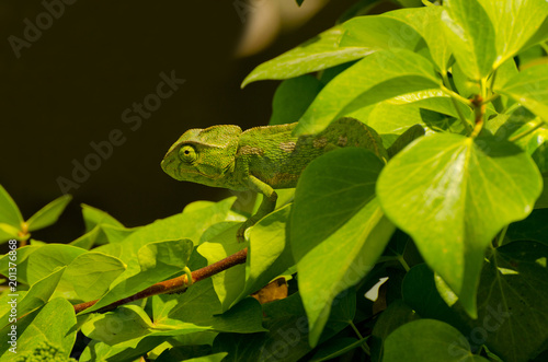 Fotografie green chameleon looks sideways and  he hides himself camouflaged in the thick v