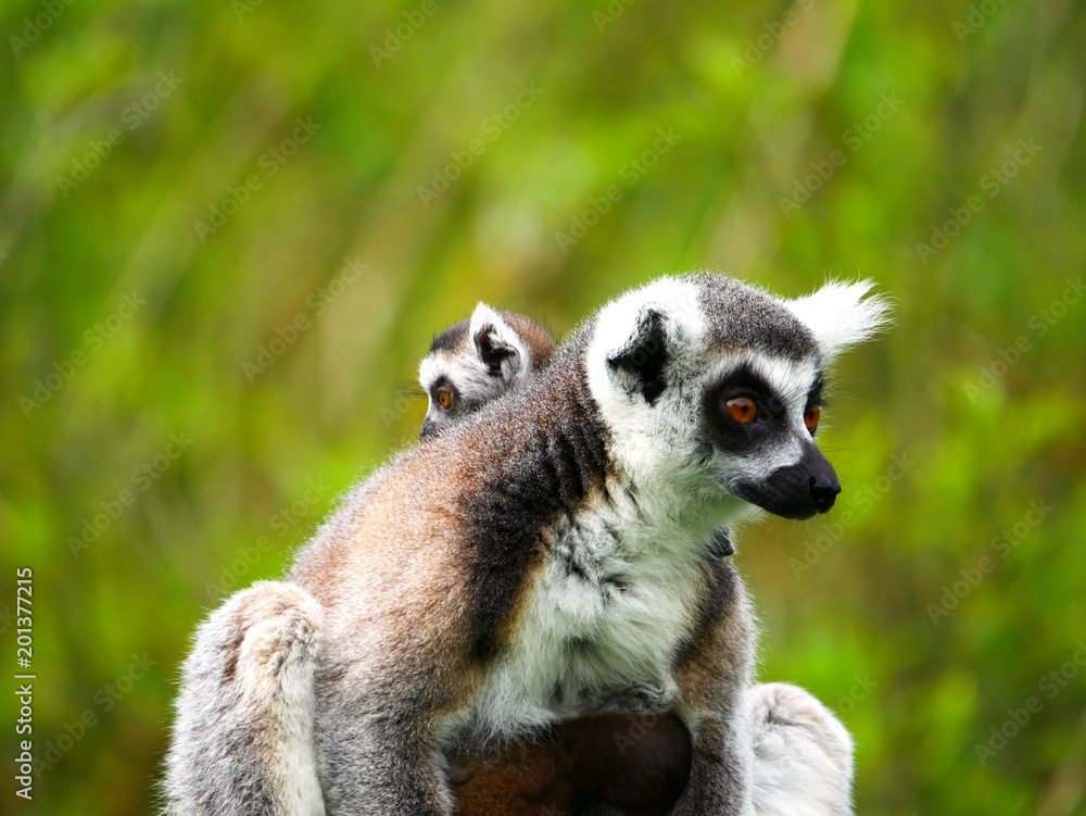 Fototapeta premium Maki Catta