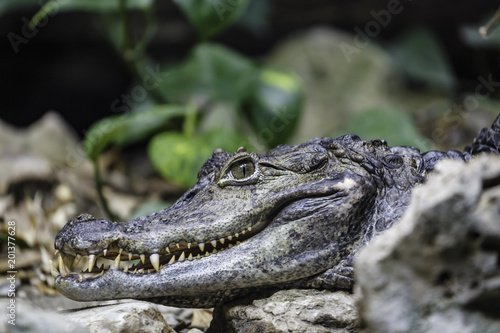 The spectacled caiman known as Caiman crocodilus if it reposes out of the water