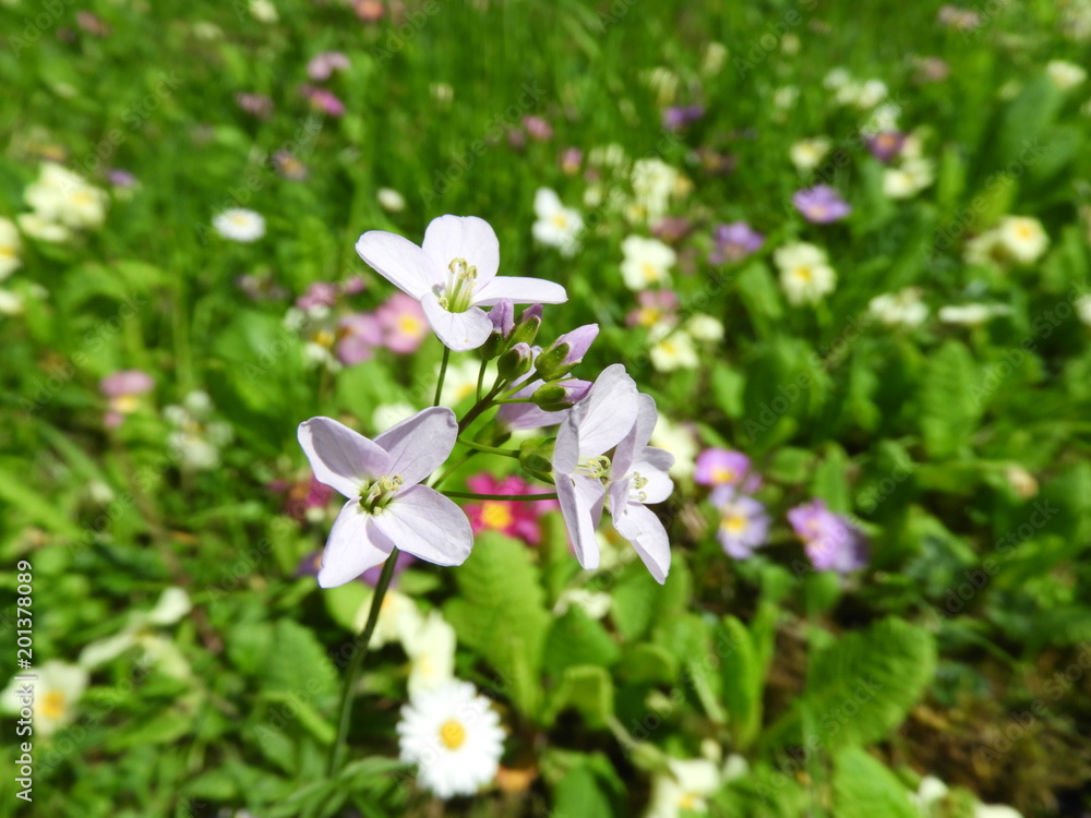 Wiesenschaumkraut in Wildblumenwiese Wiesenschaumkraut in Wildblumenwiese