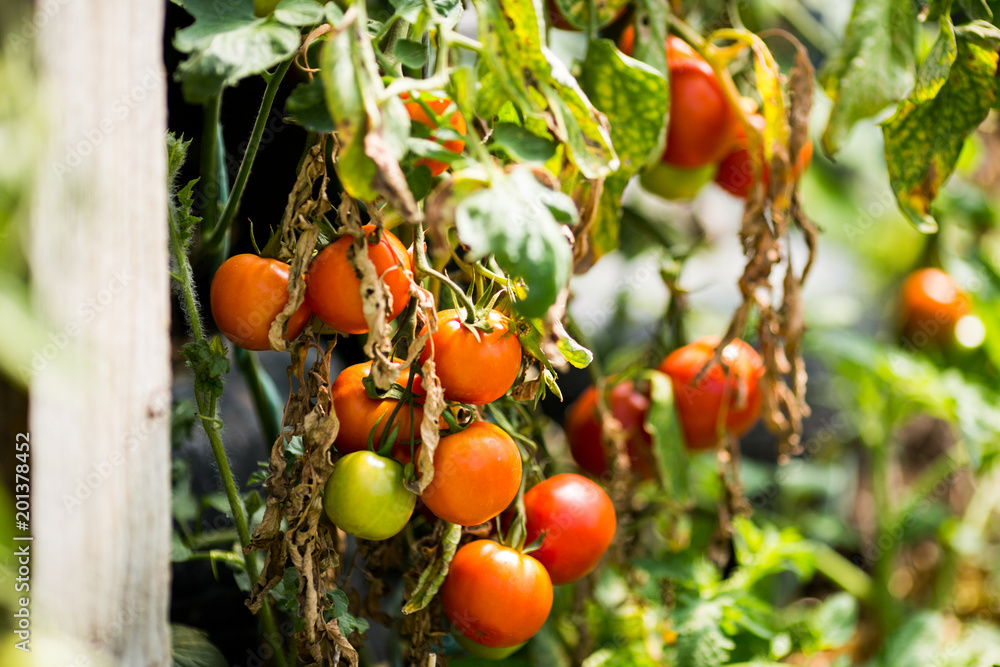 Organic Tomatoes Growing Closeup Farm