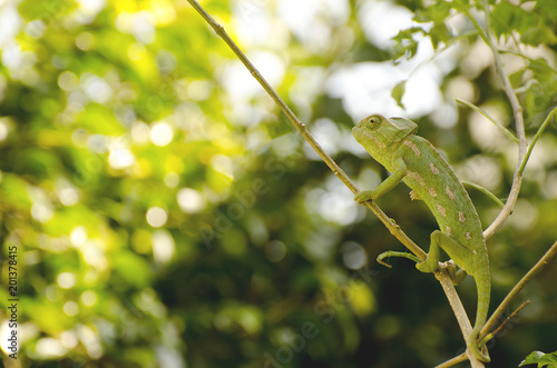 фотографія green chameleon looks sideways and  he hides himself camouflaged in the thick v