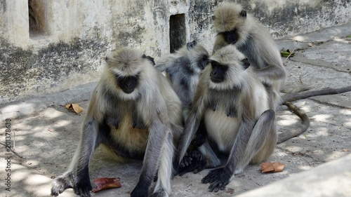 Indische Languren, Langur, Affen