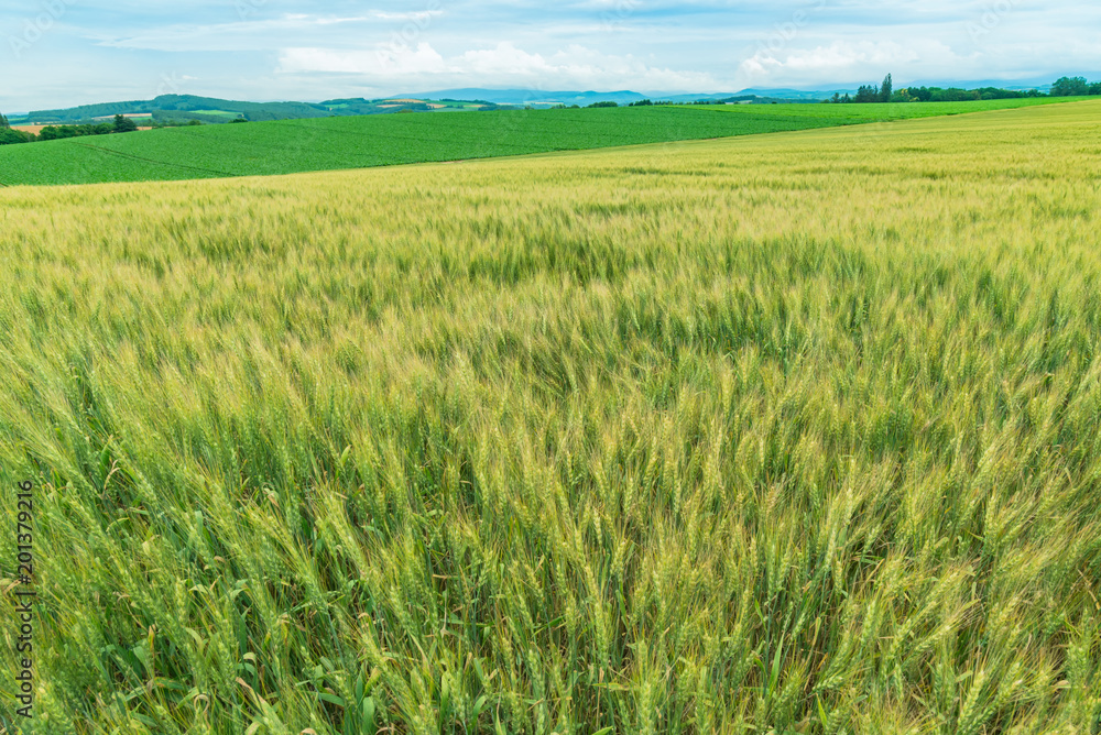 丘の上の麦畑