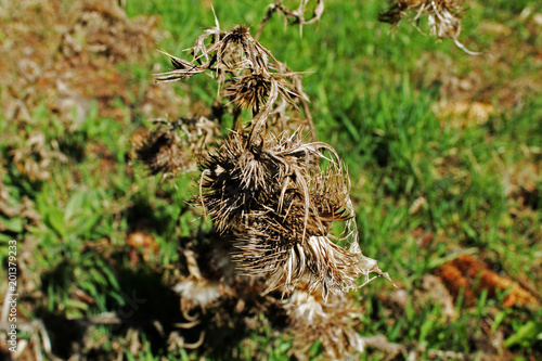 The dry flower