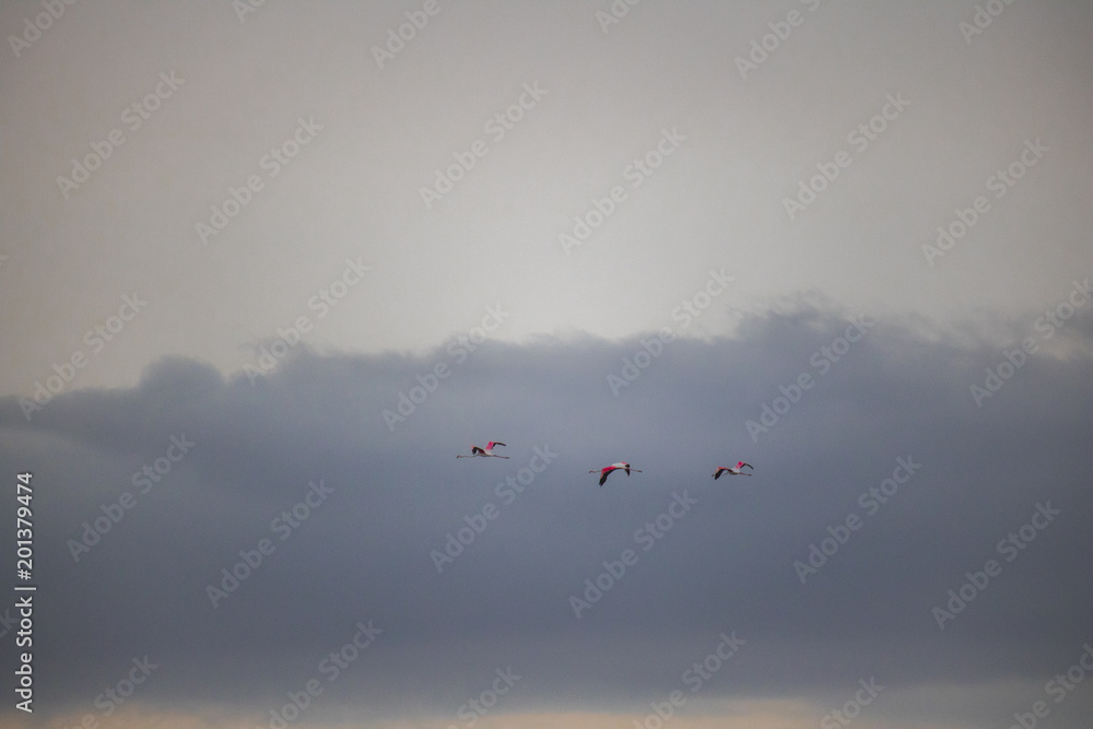 Flamingos by the waterside on Paarden Eiland beach at sunrise. Flamingos by the waterside on Paarden Eiland beach at sunrise.