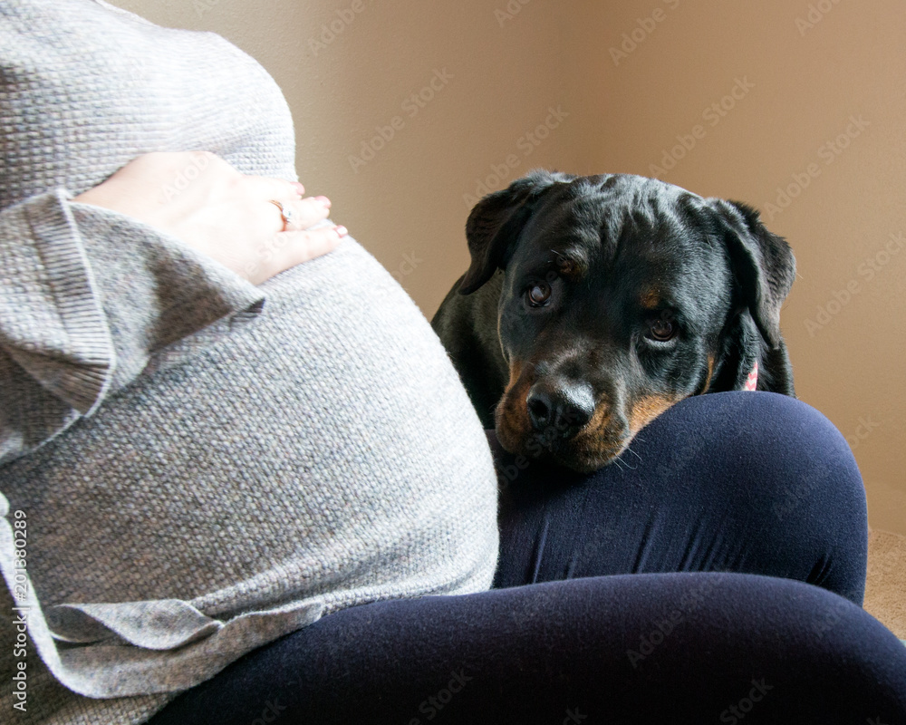 Pregnant rottweiler store