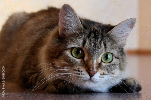 Portrait of one cute cat sitting on the floor © Tata