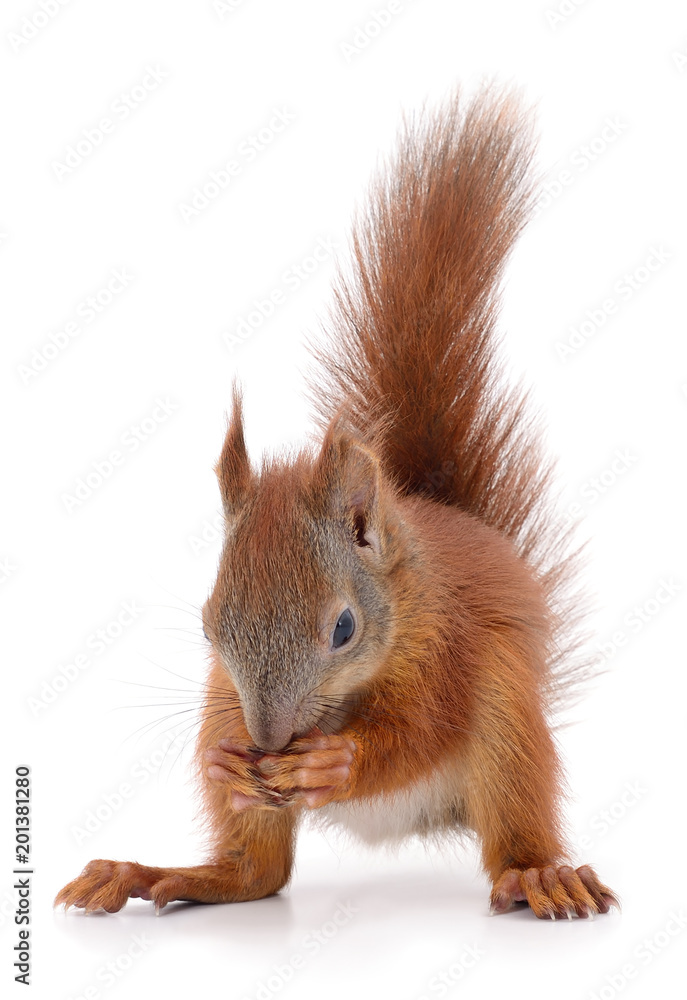 Obraz premium Eurasian red squirrel.