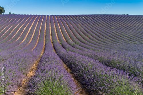 Lavendelfeld bei Valensole in der Provence