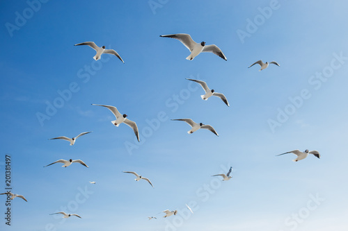 Many seagulls fly in sunny clear blue sky outside. Horizontal color photography. © Andrii Oleksiienko