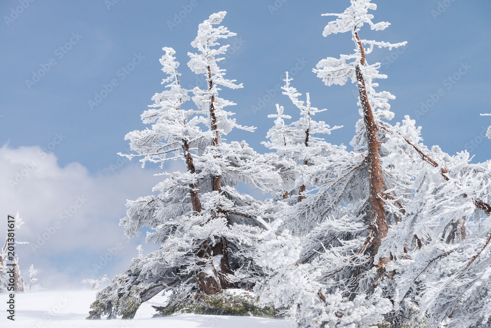 Close-up fir trees or pine trees covered by snow on the background of winter season Close-up fir trees or pine trees covered by snow on the background of winter season
