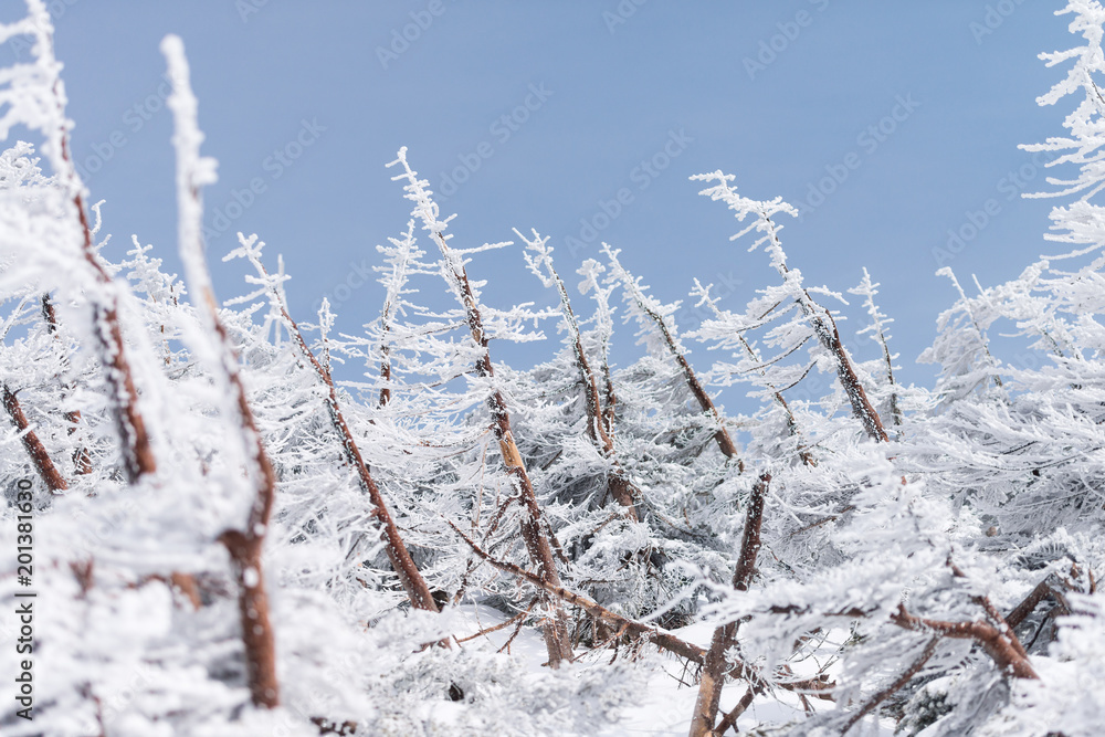 Close-up fir trees or pine trees covered by snow on the background of winter season