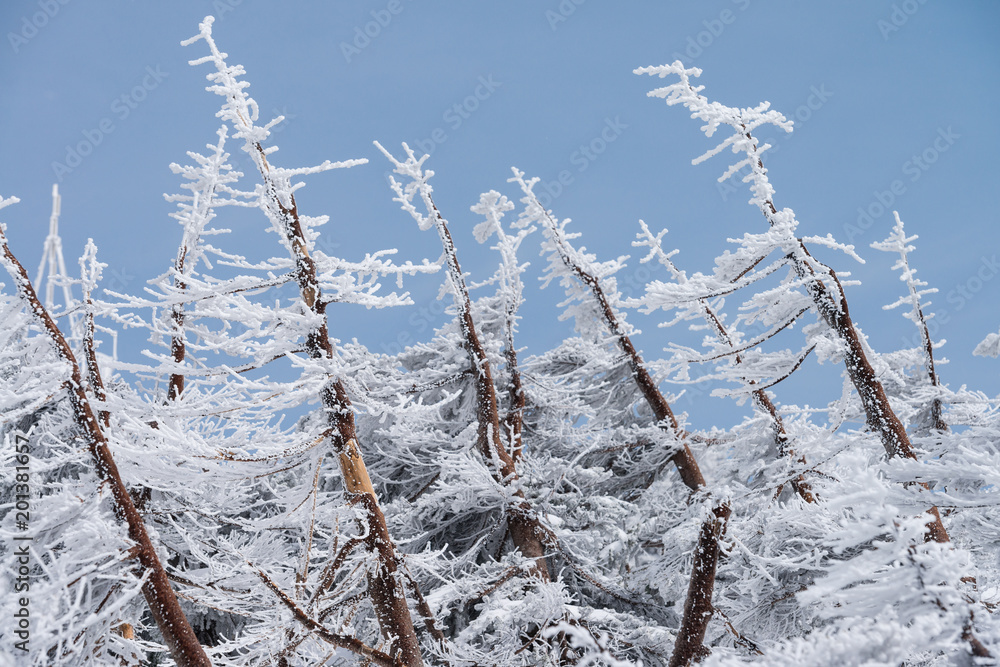 Obraz premium Landscape of fir trees or pine trees covered by snow on the background of winter season