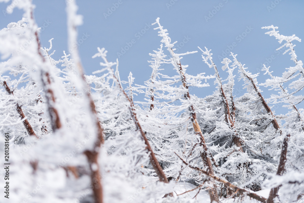 Landscape of fir trees or pine trees covered by snow on the background of winter season