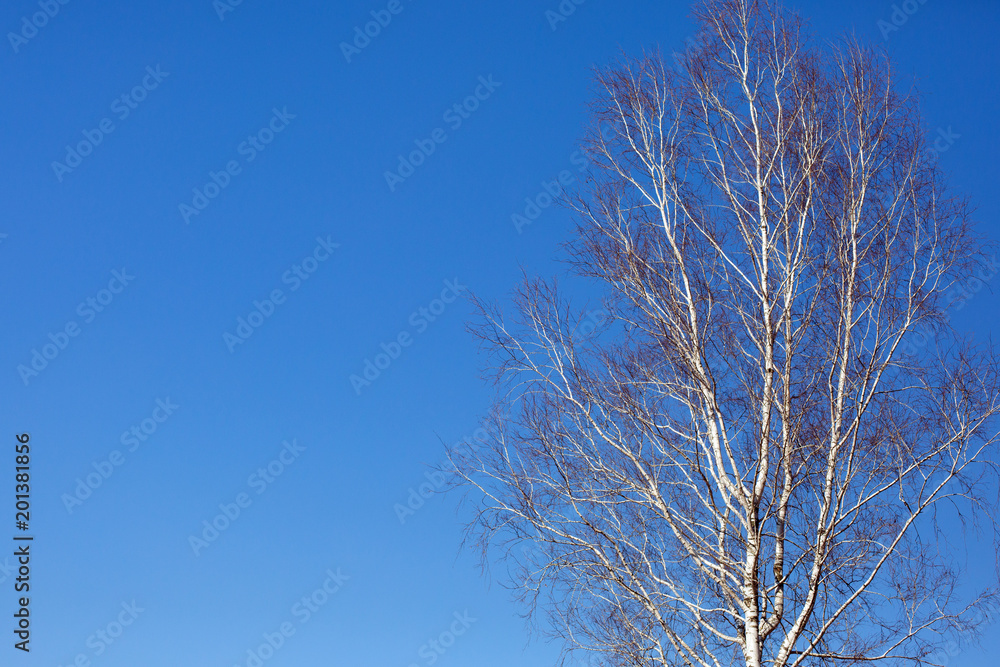 Beautiful tree on a blue sky background Beautiful tree on a blue sky background