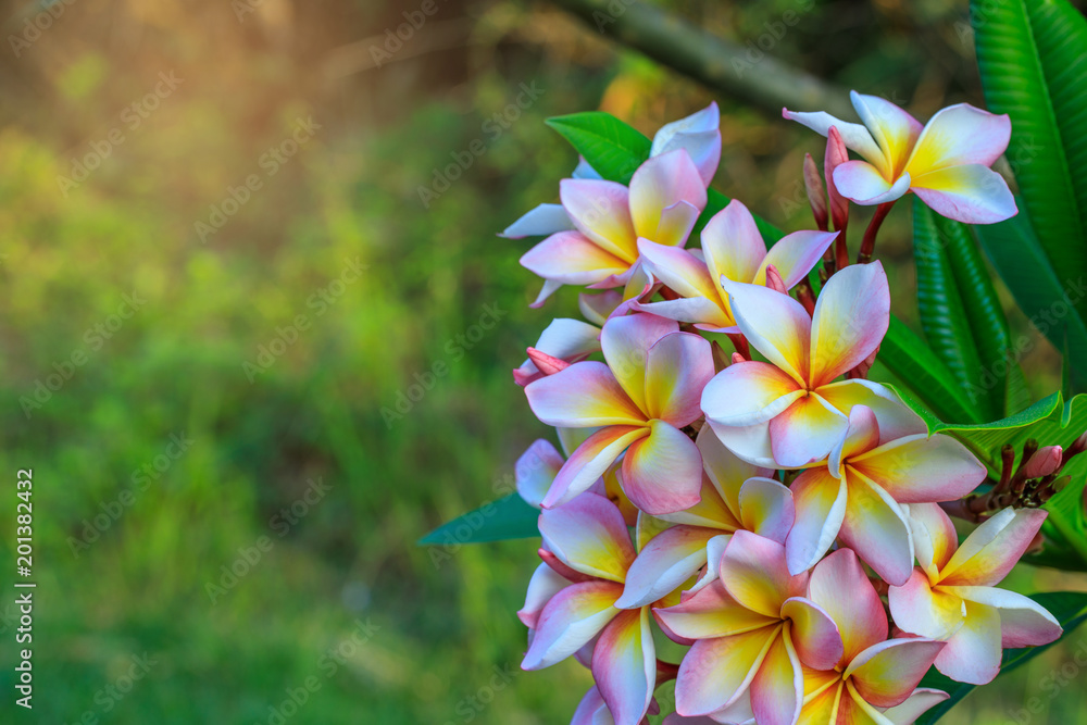Fototapeta premium Beautiful pink frangipani in the garden.