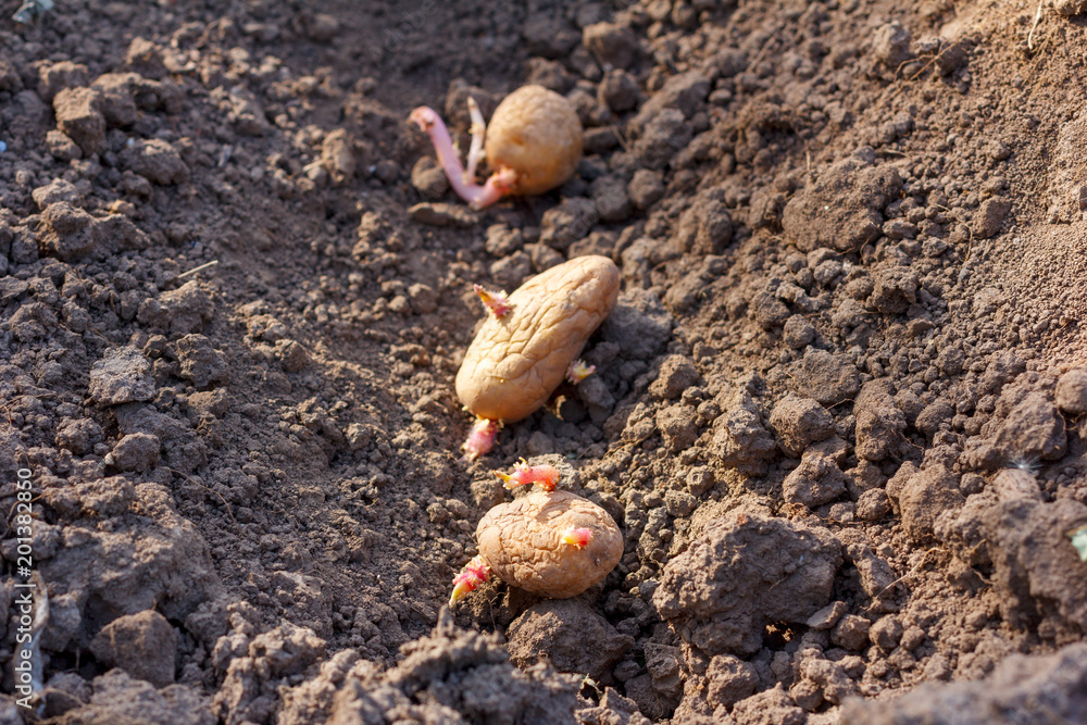 spring planting of potato tubers in ground beds