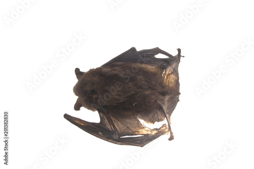 bat isolated on white background