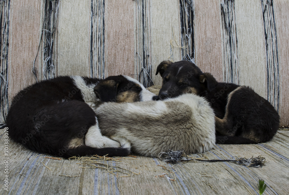 Fototapeta premium yavru köpekler