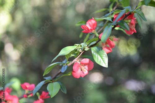 Obraz na plátne Cognassier du Japon à fleurs roses au printemps au jardin
