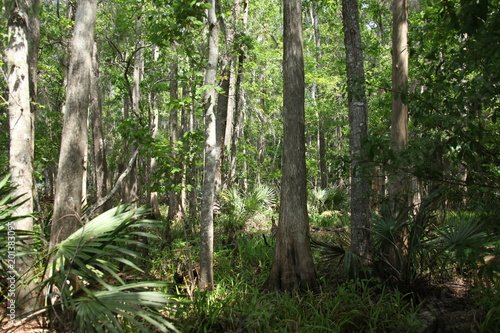 Florida wild forest
