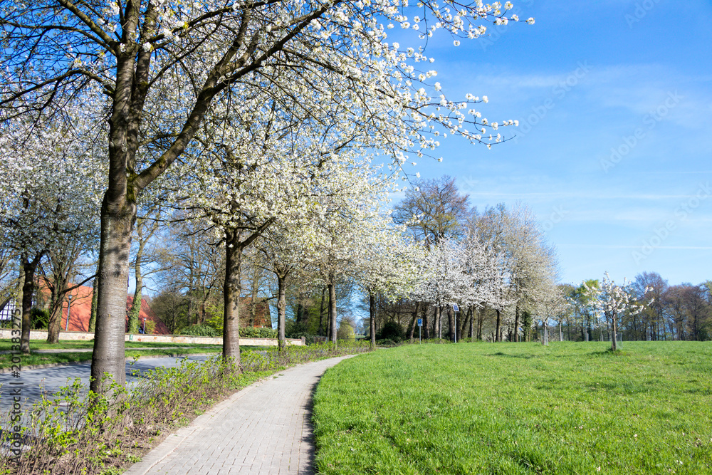 Blühende Kirschbäume säumen den Weg zum Jägerberg in Hagen a.T.W.