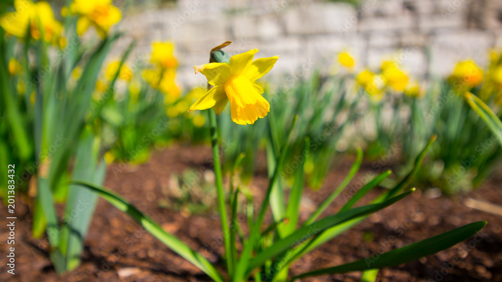 Obraz premium Daffodils in spring