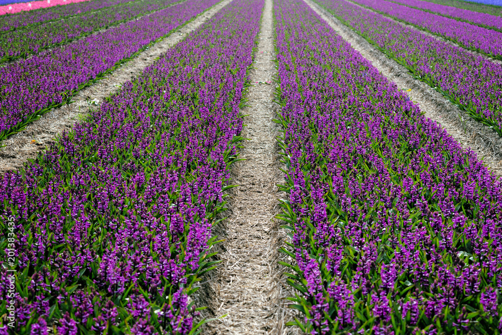 Fototapeta premium Dutch flower fields