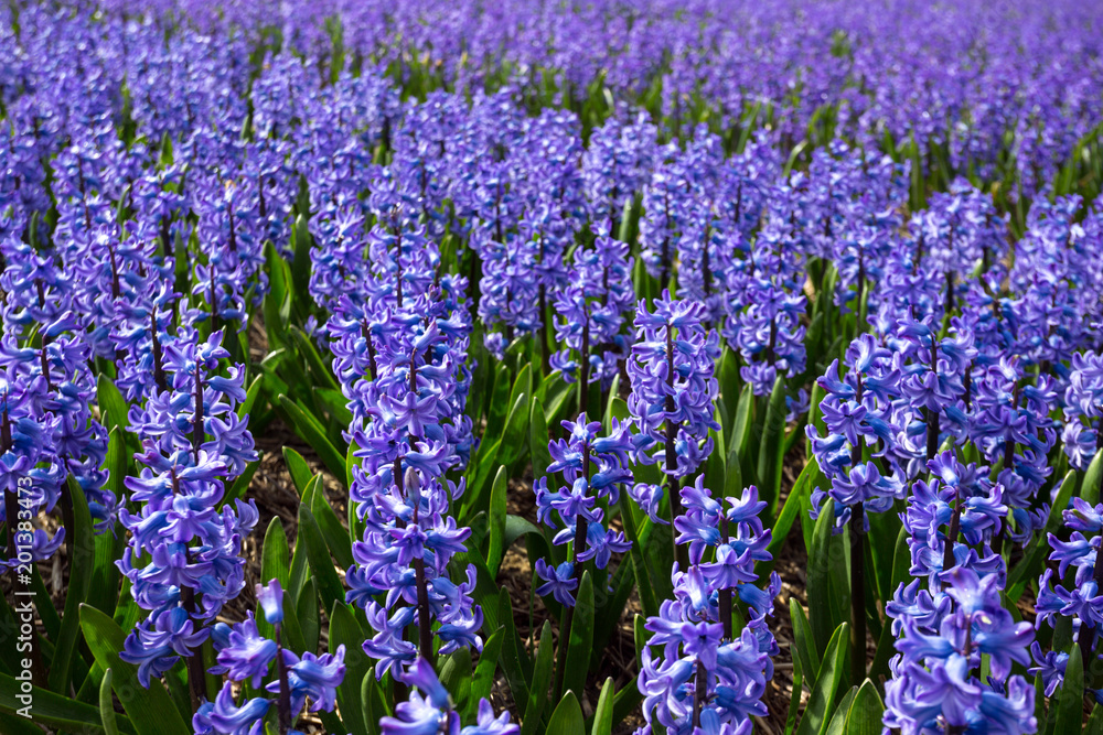 Naklejka premium Dutch flower fields