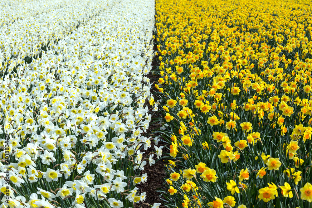 Obraz premium Dutch flower fields