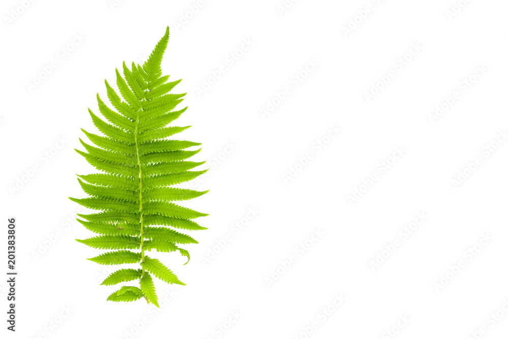 green fern leaf isolated on white background green fern leaf isolated on white background