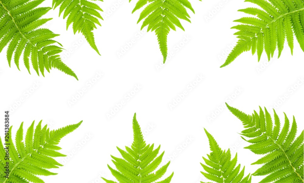 green fern leaf isolated on white background green fern leaf isolated on white background