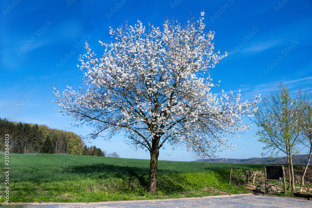 Kirschblüte an einem alleinstehenden Kirschbaum im Frühling Kirschblüte an einem alleinstehenden Kirschbaum im Frühling