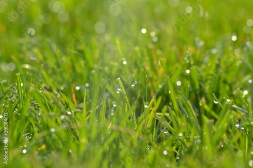 Dew Drops on the Grass