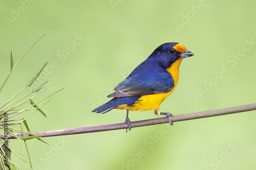 Beautiful blue and yellow tropical bird Violaceous euphonia (Euphonia violacea) perching in a bamboo branch with green background