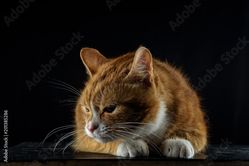 pensive red cat lying on a wooden board on a black background © shymar27